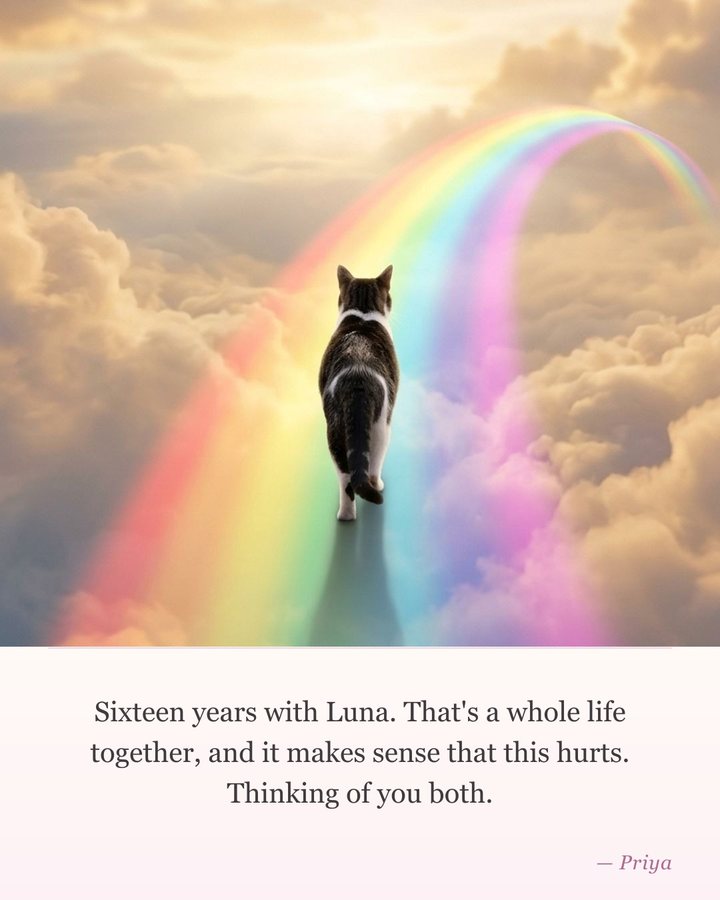 Example pet sympathy card — a dog or cat running happily in the distance, with a message underneath